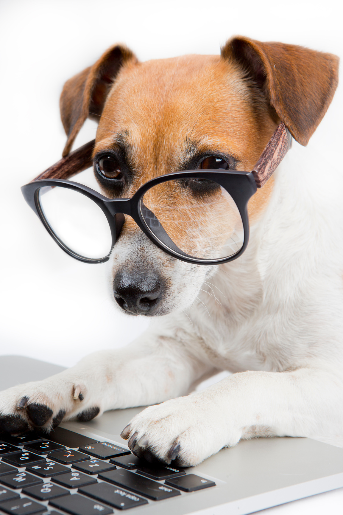 Nerd Dog Works with Laptop Computer